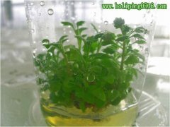 組培瓶生產(chǎn)廠